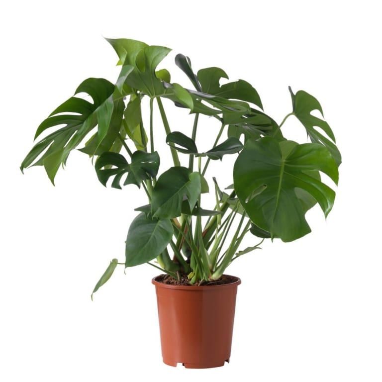 Monstera Deliciosa được mô tả khoa học lần đầu năm 1849