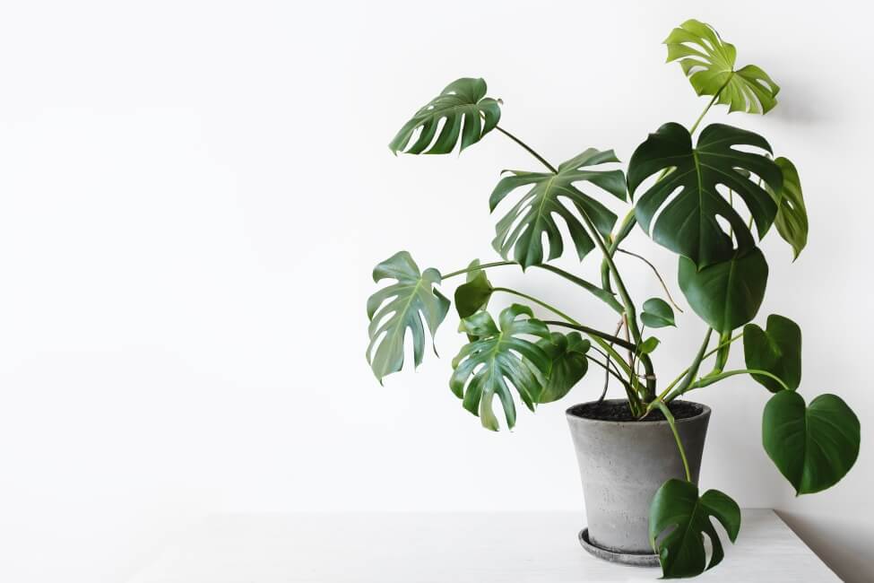 Monstera Borsigiana có nguồn gốc từ Trung Mỹ, Mexico và Panama