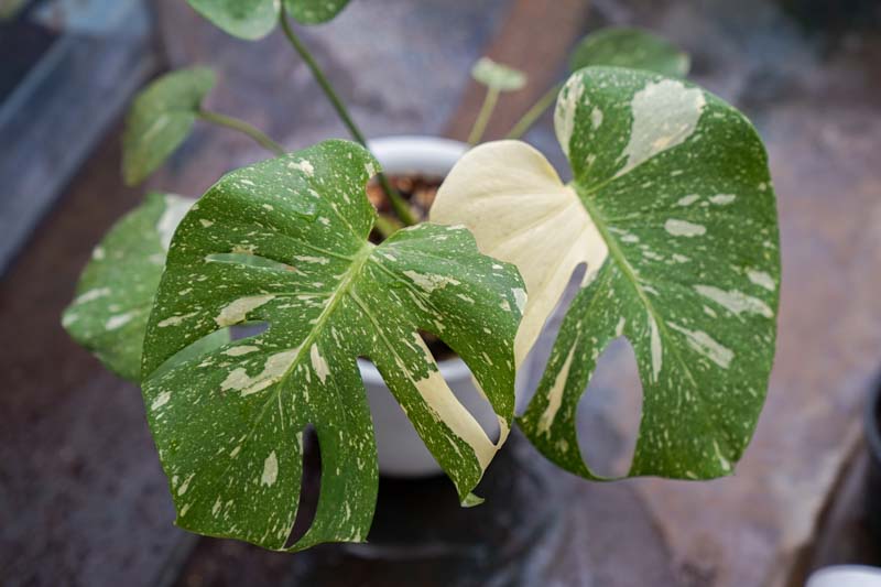 Monstera Deliciosa Thai Constellation được lai tạo tại Thái Lan