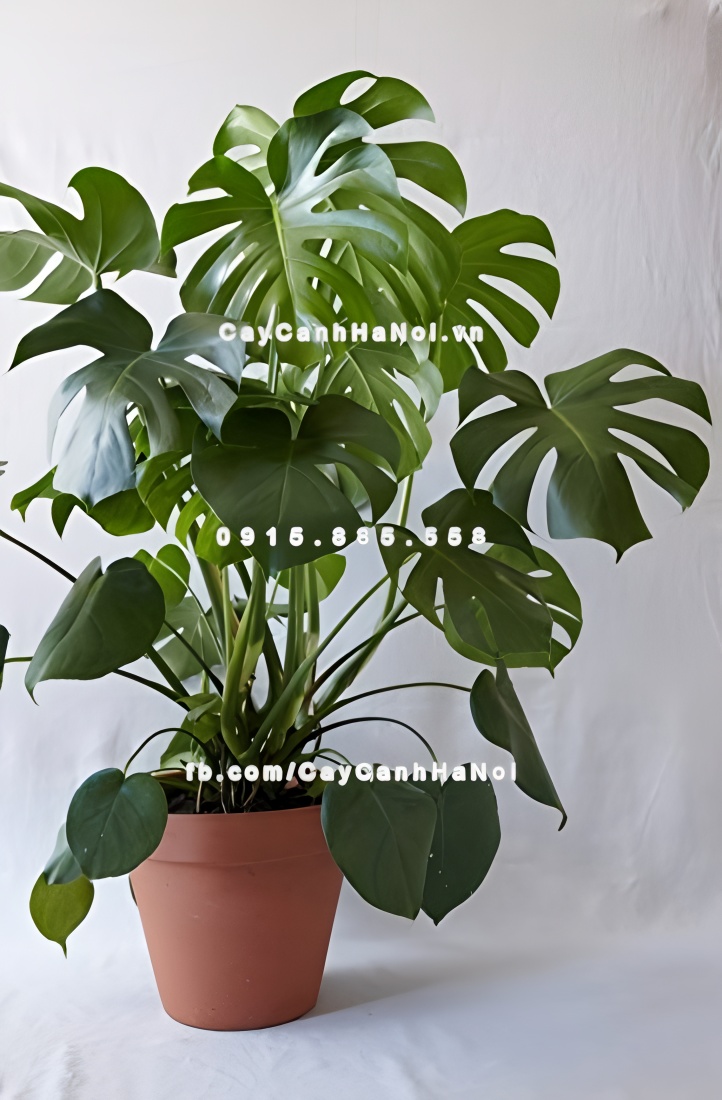 Trồng cây Monstera giúp thúc đẩy sinh khí và ổn định tài lộc