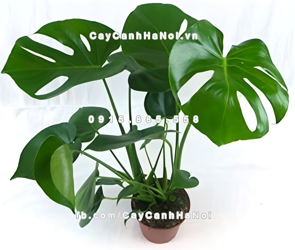 Tưới nước nhẹ nhàng ngay sau khi trồng để đất ẩm đều
