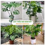 Cây Trầu Bà Nam Mỹ Lá Xẻ