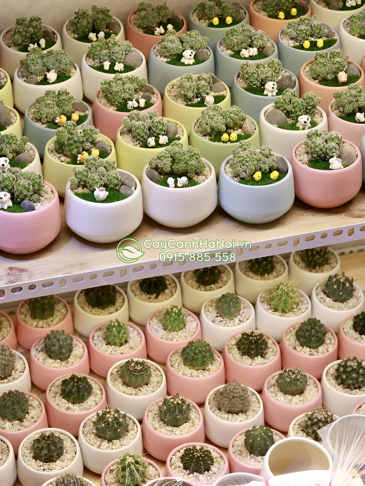 Chậu cây mini dáng tròn dễ kết hợp với nhiều phong cách nội thất
