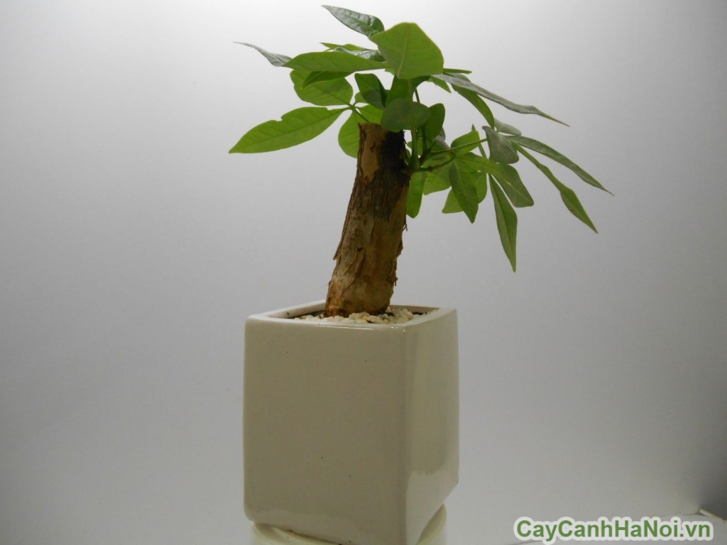 Chậu cây mini hình vuông thường được để trên bàn làm việc hay góc học tập