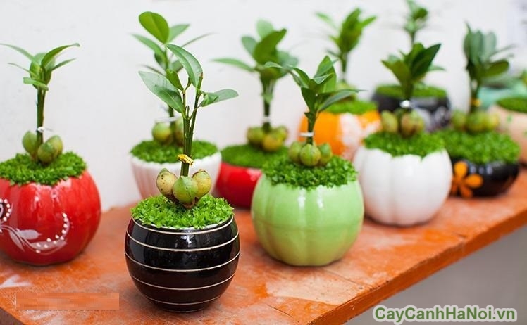 Chậu cây mini chất liệu gốm hoa văn gợi cảm giác hoài niệm
