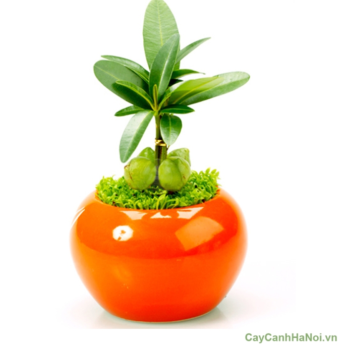 Chậu cây mini theo phong cách Nhật thường thiết kế đường nét gọn gàng