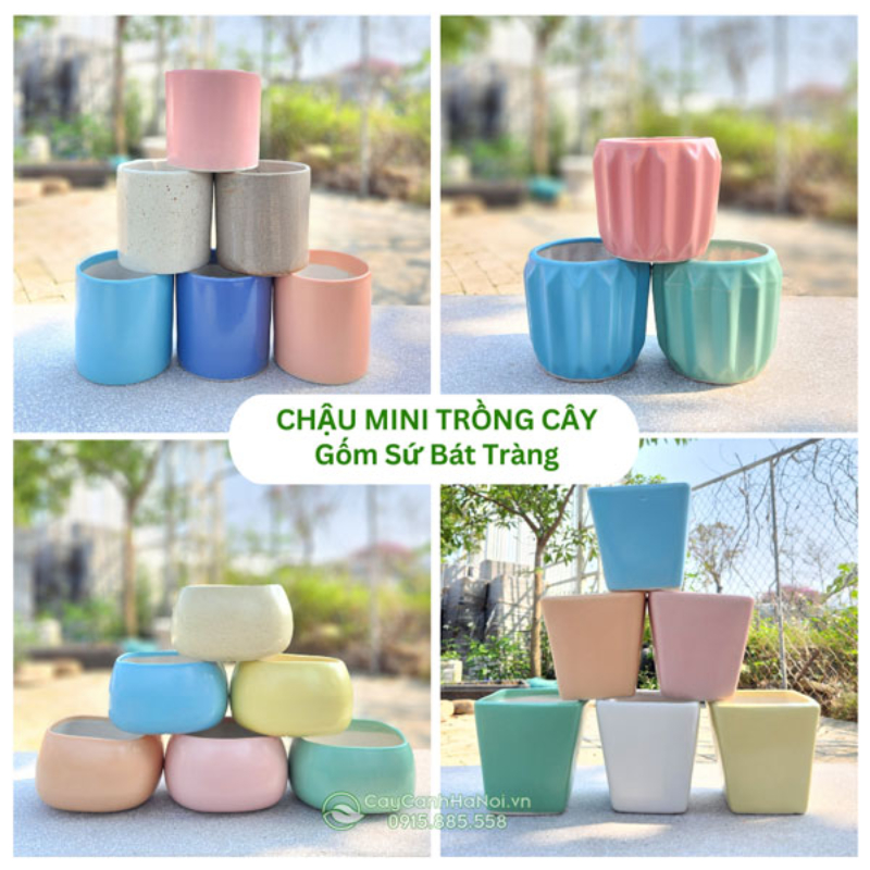 Cây Cảnh Hà Nội cung cấp chậu cây mini chất lượng với mức giá hợp lý