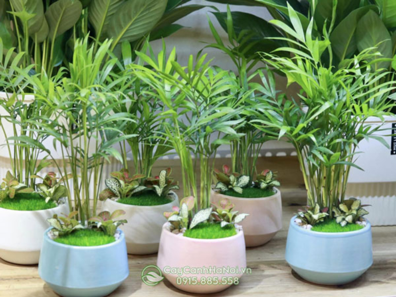 Cân nhắc kỹ các yếu tố trước khi chọn mua chậu cây mini
