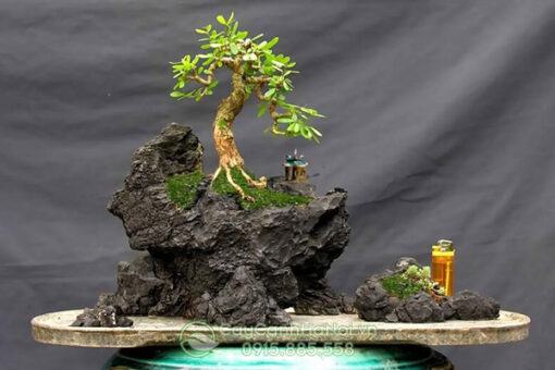 Tiểu cảnh mini bonsai