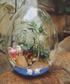 Tiểu cảnh Terrarium mang đến nhiều điều may mắn