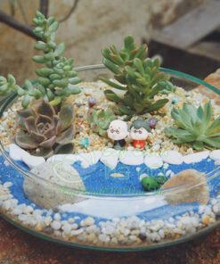 Terrarium thường được sử dụng để trang tria bàn làm việc hoặc làm quà tặng