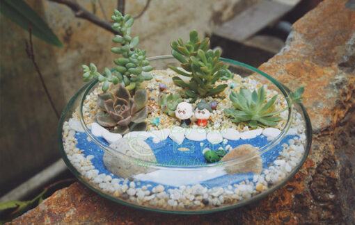 Terrarium thường được sử dụng để trang tria bàn làm việc hoặc làm quà tặng