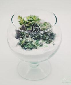 Nguyên liệu làm tiểu cảnh mini terrarium