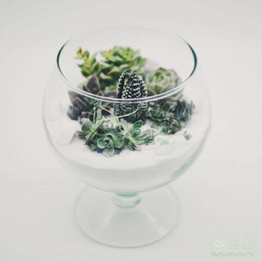 Nguyên liệu làm tiểu cảnh mini terrarium