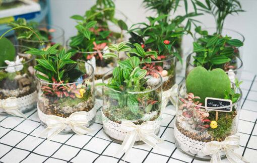 Phụ kiện trang trí và cây cảnh làm Terrarium