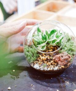 Cách chăm sóc tiểu cảnh Terrarium