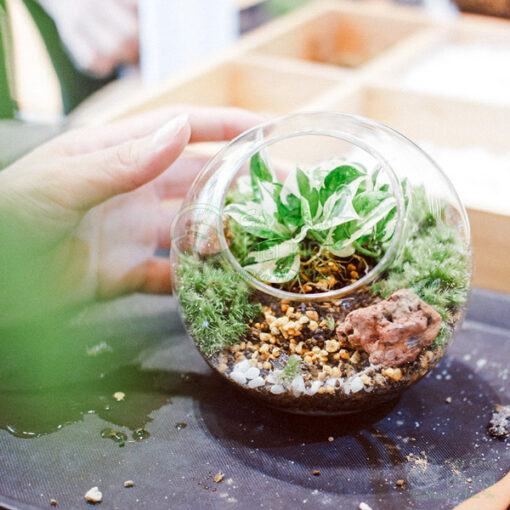 Cách chăm sóc tiểu cảnh Terrarium