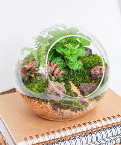 Terrarium là một nghệ thuật sắp xếp các loại cây cảnh mini cùng các phụ kiện trang trí vào trong một chậu