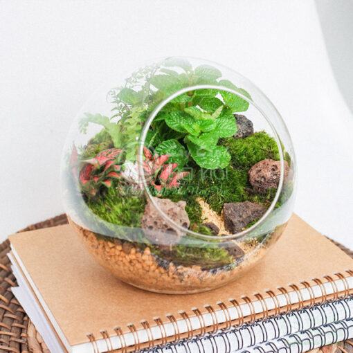 Terrarium là một nghệ thuật sắp xếp các loại cây cảnh mini cùng các phụ kiện trang trí vào trong một chậu