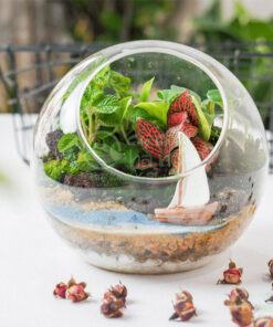 Tiểu cảnh terrarium mini để bàn đẹp