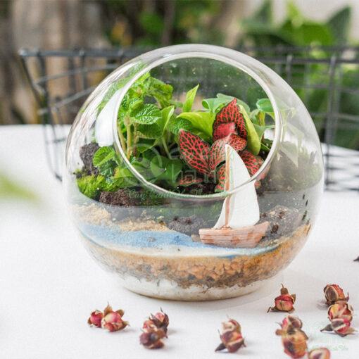 Tiểu cảnh terrarium mini để bàn đẹp