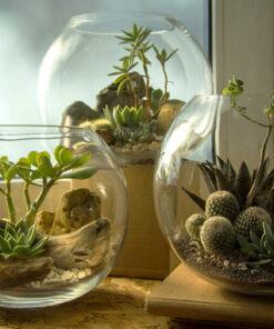 Tiểu cảnh Terrarium mở