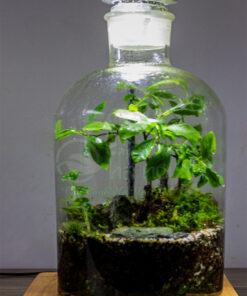 Tiểu cảnh Terrarium đẹp