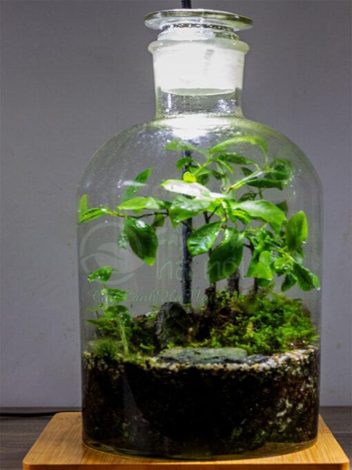 Tiểu cảnh Terrarium đẹp