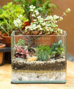 Ý nghĩa tiểu cảnh terrarium thủy tinh