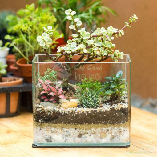 Ý nghĩa tiểu cảnh terrarium thủy tinh