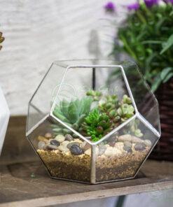 Tiểu cảnh mini Terrarium có nhiều mẫu mã nên phù hợp với tất cả các mệnh