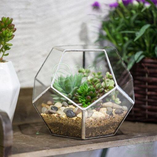 Tiểu cảnh mini Terrarium có nhiều mẫu mã nên phù hợp với tất cả các mệnh