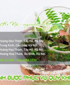 Địa chỉ các cửa hàng bán tiểu cảnh Mini Terrarium tại Hà Nội