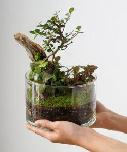 Tiểu cảnh Terrarium để bàn đẹp