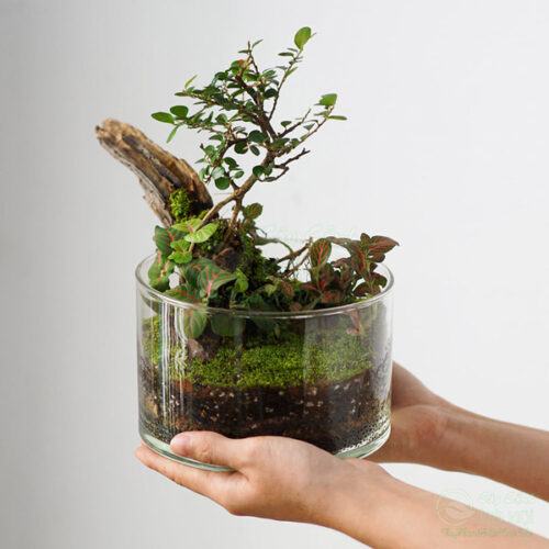 Tiểu cảnh Terrarium để bàn đẹp