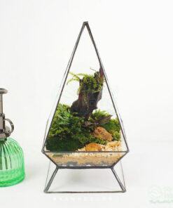 Tiểu cảnh Terrarium đa giác đặt bàn làm việc