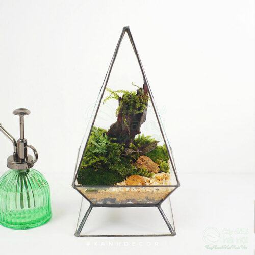 Tiểu cảnh Terrarium đa giác đặt bàn làm việc