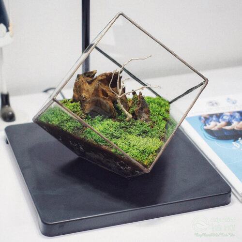 Tiểu cảnh mini terrarium chậu thủy tinh vuông