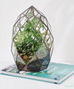 Terrarium đa giác đẹp