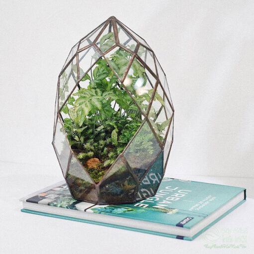 Terrarium đa giác đẹp