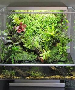 Terrarium bán cạn trưng nội thất