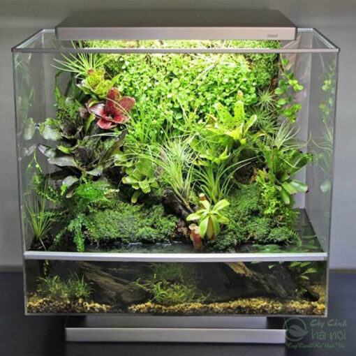 Terrarium bán cạn trưng nội thất