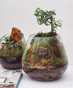 Terrarium mini trồng chậu thủy tinh đẹp