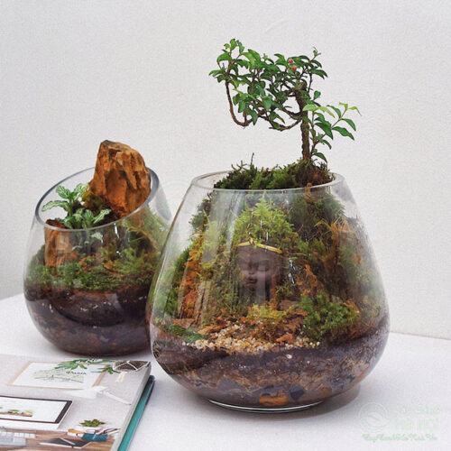 Terrarium mini trồng chậu thủy tinh đẹp