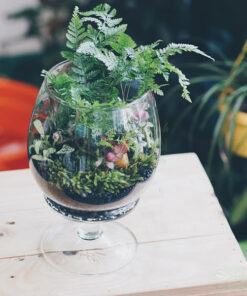 Tiểu cảnh mini terrarium dạng ly đẹp