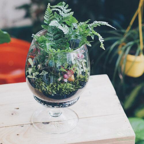 Tiểu cảnh mini terrarium dạng ly đẹp