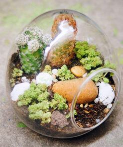 Tiểu cảnh mini terrarium mang vẻ đẹp độc đáo ý nghĩa