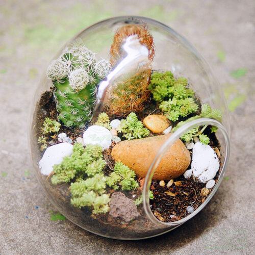 Tiểu cảnh mini terrarium mang vẻ đẹp độc đáo ý nghĩa