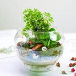 Tiểu Cảnh Mini Terrarium