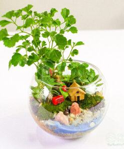 Terrarium tiểu cảnh thủy tinh